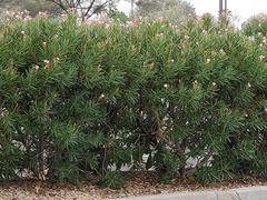 Nerium oleander