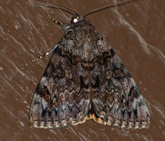 Catocala desdemona