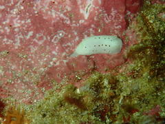 Cadlina
