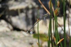 Chlorolestes conspicuus