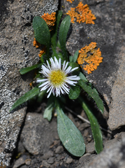 Erigeron nivalis