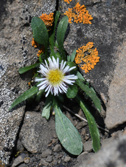 Erigeron nivalis