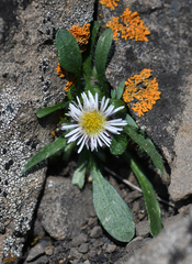 Erigeron nivalis