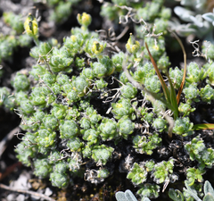 Draba novolympica