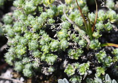 Draba novolympica