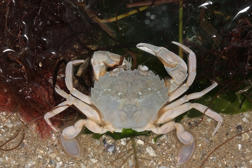 Vernal Crab, photo 9 of 10