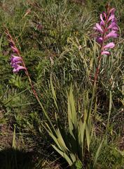 Watsonia amatolae