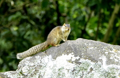 Notocitellus annulatus