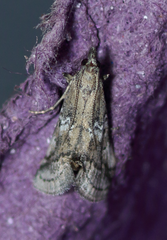 Alpheias transferens