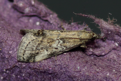 Alpheias transferens