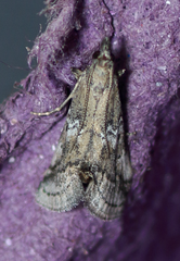 Alpheias transferens