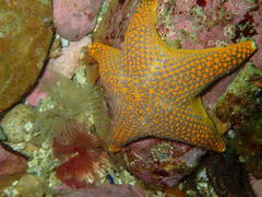 Callopatiria formosa