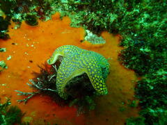 Callopatiria formosa