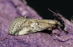 Alpheias transferens