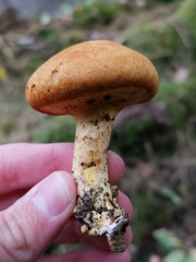 Cortinarius rubicundulus