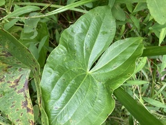 Sagittaria australis