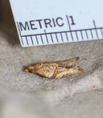 Argyrotaenia franciscana