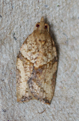 Argyrotaenia franciscana