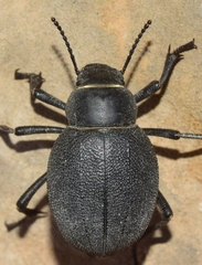 Pimelia variolosa