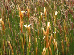 Elegia thyrsifera