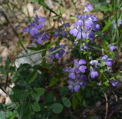Collinsia concolor