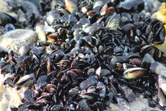 Choromytilus meridionalis