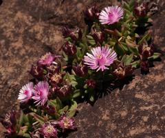 Delosperma katbergense