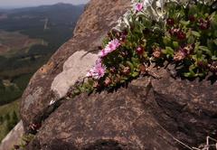 Delosperma katbergense