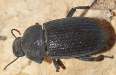 Phylan gibbulus