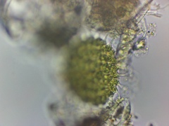 Pseudopediastrum boryanum longicorne