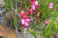 Erica cristata