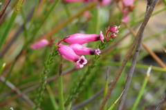 Erica cristata