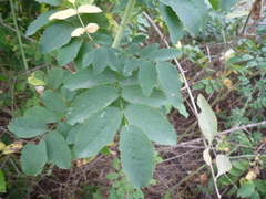 Rosa webbiana