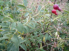 Rosa webbiana