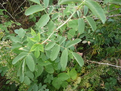 Rosa webbiana
