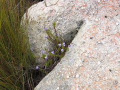 Viola decumbens scrotiformis