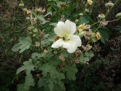 Alcea rugosa