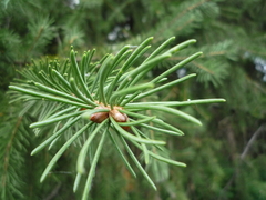 Picea schrenkiana