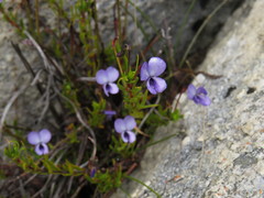 Viola decumbens scrotiformis
