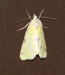 Azenia perflava