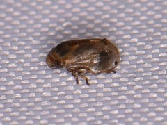 Clastoptera xanthocephala