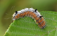 Acronicta hastulifera