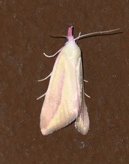 Phytometra obliqualis