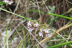 Lobelia jasionoides