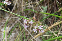 Lobelia jasionoides