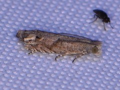 Epiblema minutana