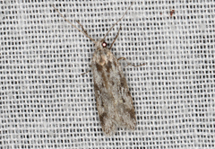 Stenoptena icmaea