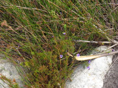 Viola decumbens scrotiformis