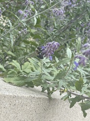Bombus impatiens