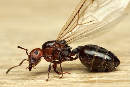 Representative image of Crematogaster scutellaris